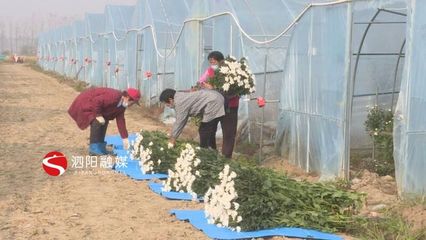泗陽:特色農(nóng)業(yè)百花齊放助力鄉(xiāng)村振興穩(wěn)步推進(jìn)