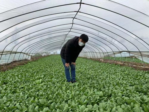 如東某種植戶有75噸蔬菜欲捐湖北,誰能幫幫他