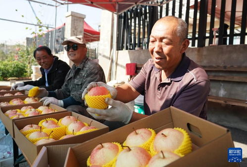 北京平谷 農(nóng)產(chǎn)品成熟收獲忙