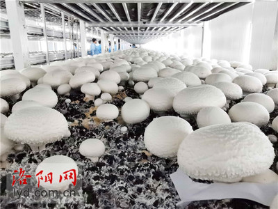 食用菌種植工廠化 產(chǎn)業(yè)升級助農(nóng)致富