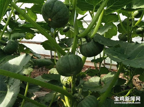寶雞農(nóng)產(chǎn)品有了 身份證 手機 掃一掃 就能知道 誕生 歷程