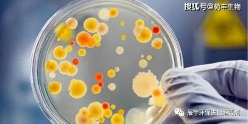 戚風(fēng)蛋糕檢測不合格原因是什么 菌落總數(shù),霉菌