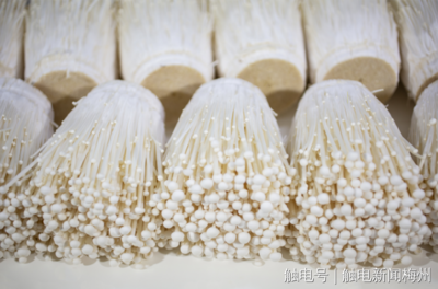 梅州市人民政府門戶網(wǎng)站 工作動態(tài) 喜訊!梅州這4個產(chǎn)品入選2022年第二批全國名特優(yōu)新農(nóng)產(chǎn)品名錄