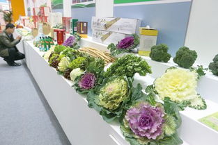 12月3日至9日全國食用農(nóng)產(chǎn)品市場價格比前一周上漲0.6
