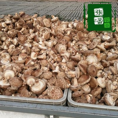 蘑菇種植菌包蘑菇菌棒基地直發(fā)黑平菇種植菌袋食用農(nóng)產(chǎn)品
