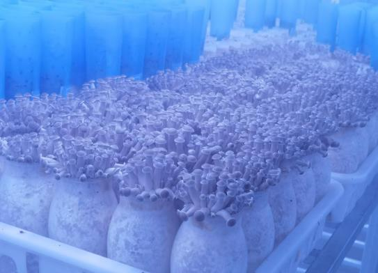 世界最大單體食用菌工廠,就在青白江!|農(nóng)產(chǎn)品|現(xiàn)代農(nóng)業(yè)|.