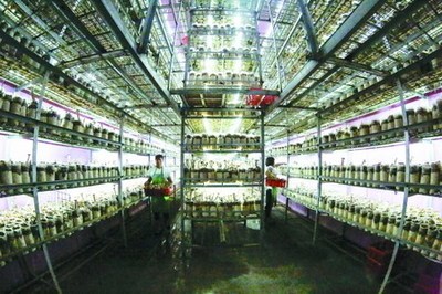 衢州市翔龍農(nóng)業(yè)栽培豬肚菇噴淋用水經(jīng)過反滲透膜過濾_中國膜工業(yè)協(xié)會