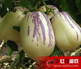 人參果的3種吃法與保健作用，日用百貨中備受青睞的健康佳品